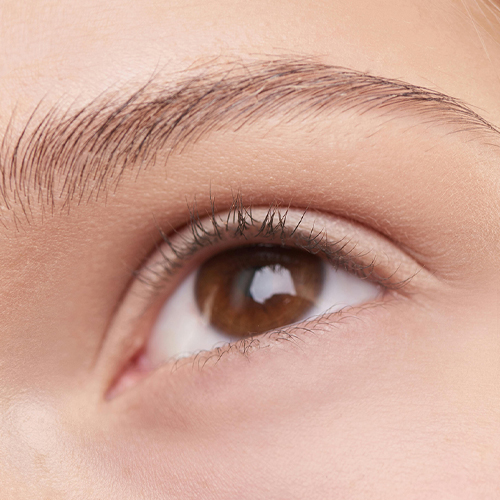 Eyebrow & Eyelash Services